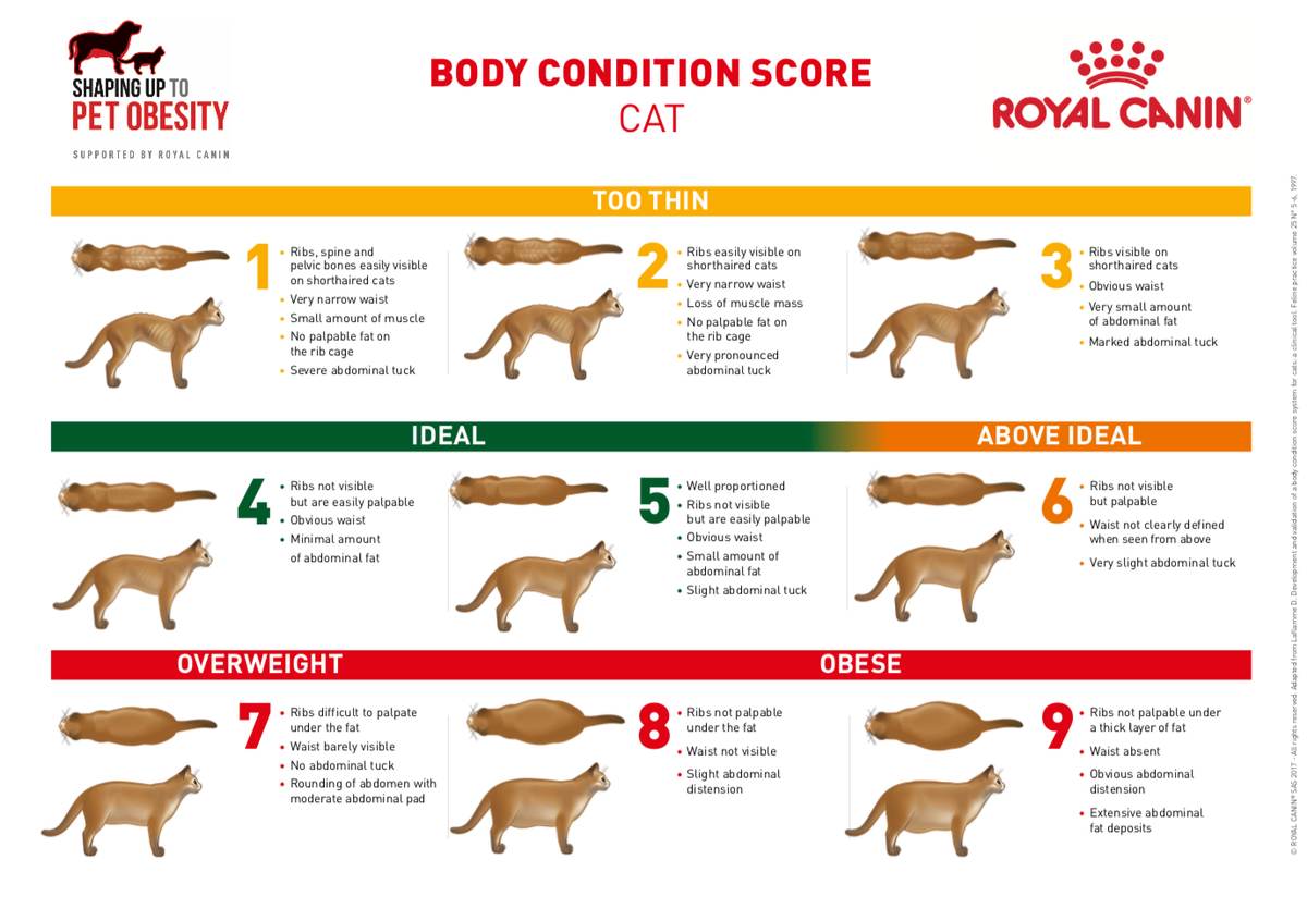 How to Score Your Cat's Body Condition at Home — Cat Calorie Tool