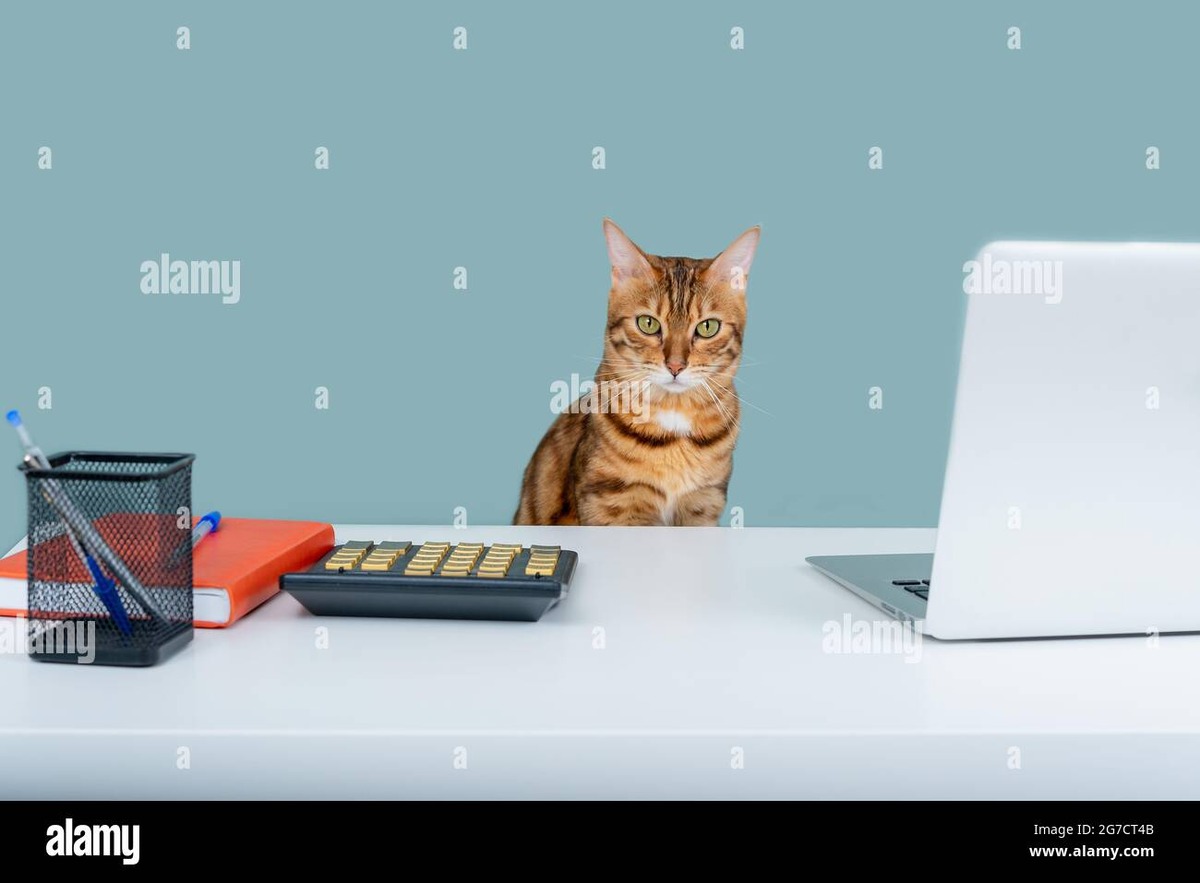 Cat calorie calculator on laptop screen with cat nearby
