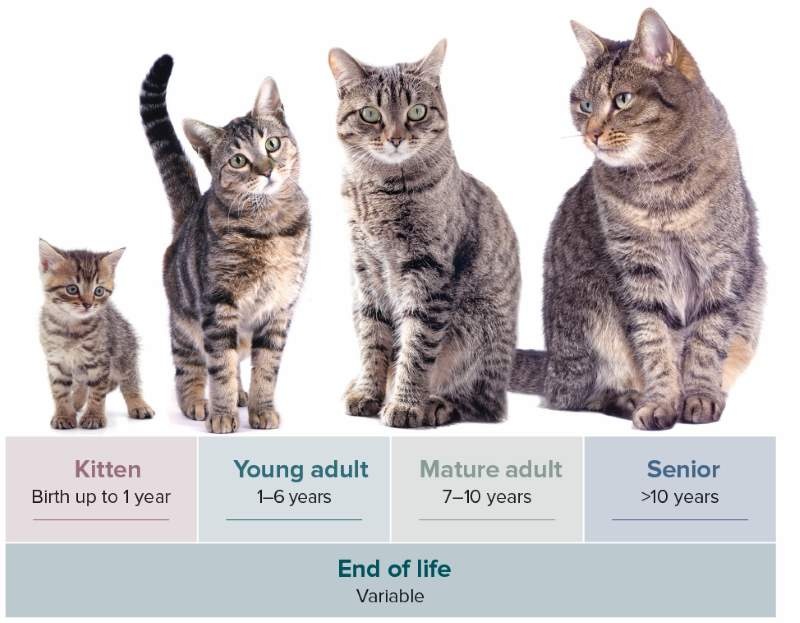 Three cats at different life stages eating from bowls