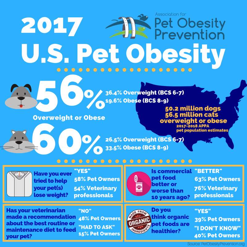 Overweight cat lying down, with health risk icons overlay
