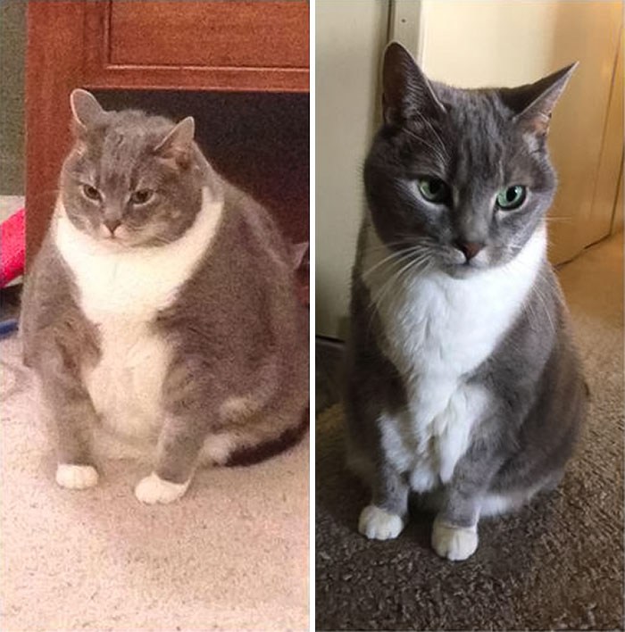 Two cats before and after weight loss photos