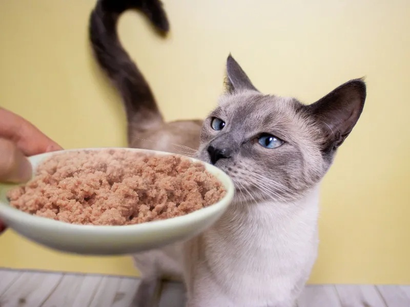 Diabetic cat eating from a bowl with insulin syringe nearby