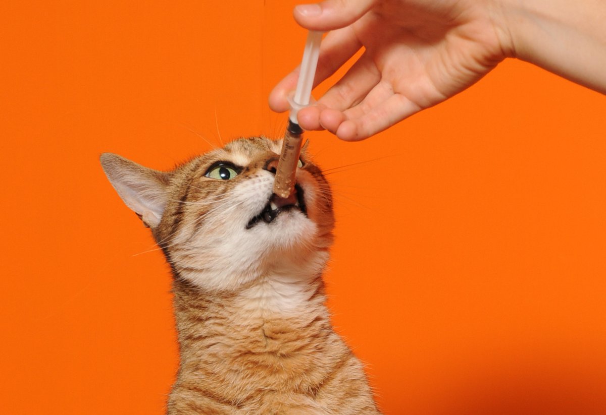 Hand syringe feeding a sick cat