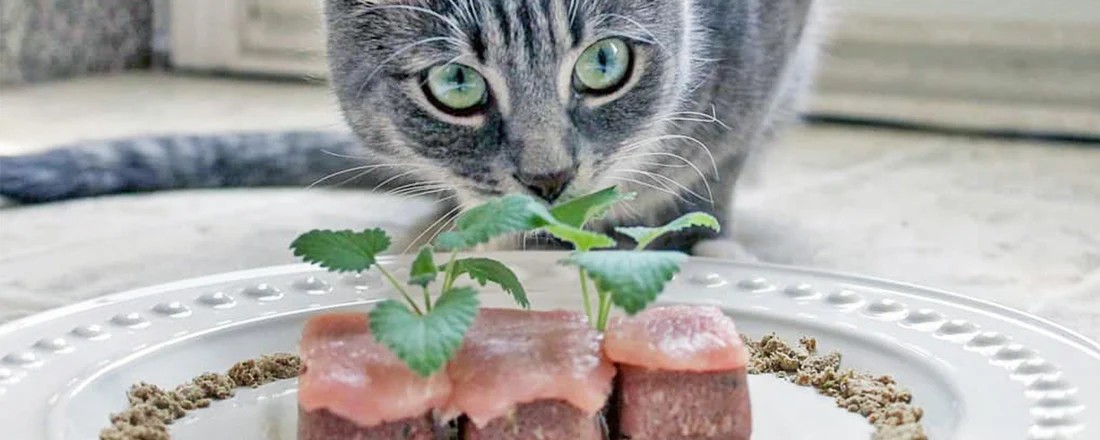 Cat eating from a bowl with meat ingredients displayed