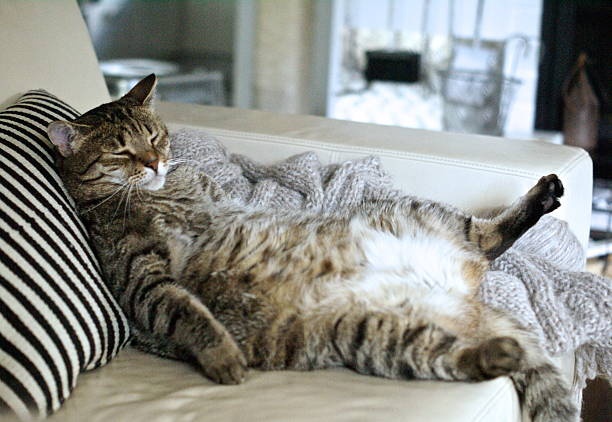 Cat sleeping on a couch with a measuring cup nearby