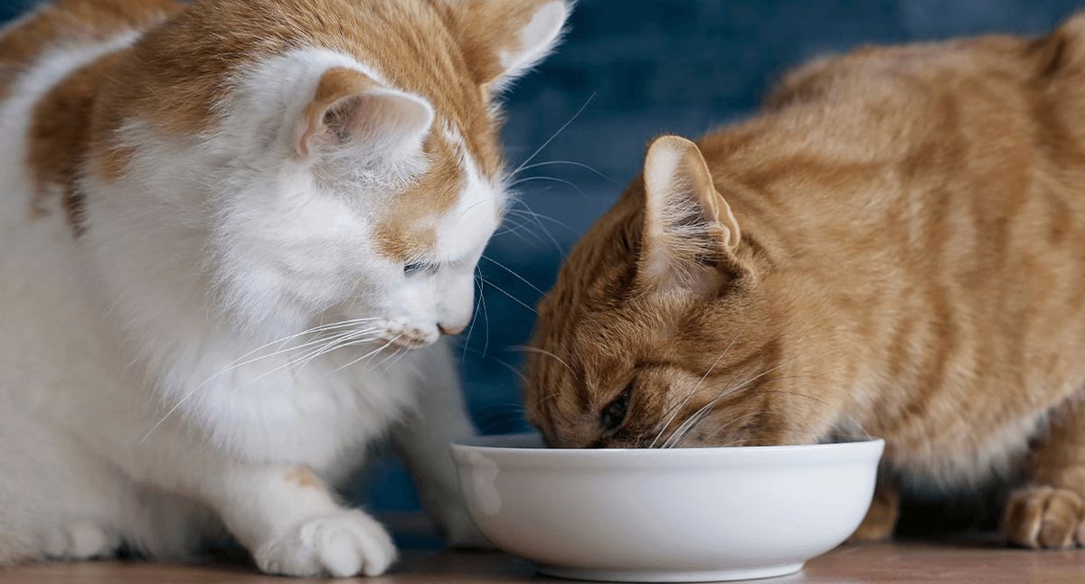 Two cats eating from separate microchip-activated bowls