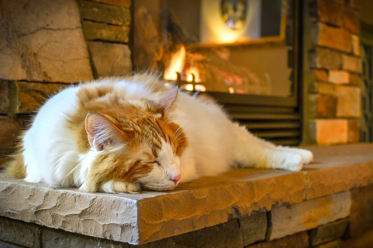 Cat sleeping by a snowy window