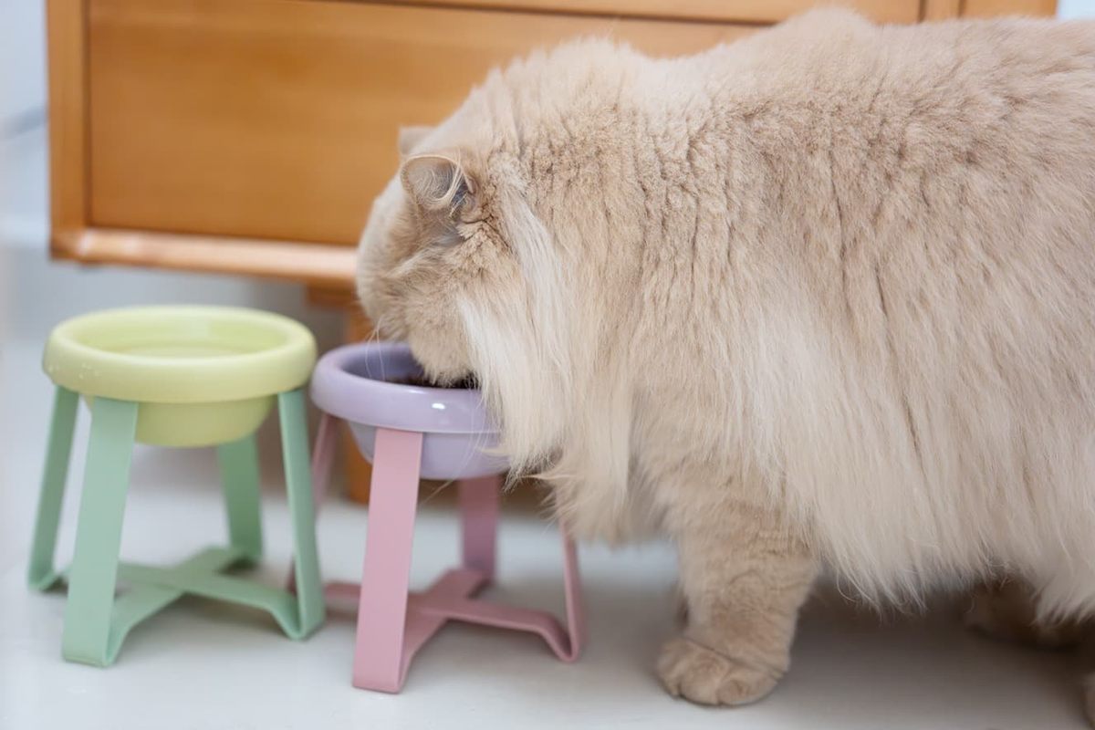 Senior cat eating from an elevated bowl