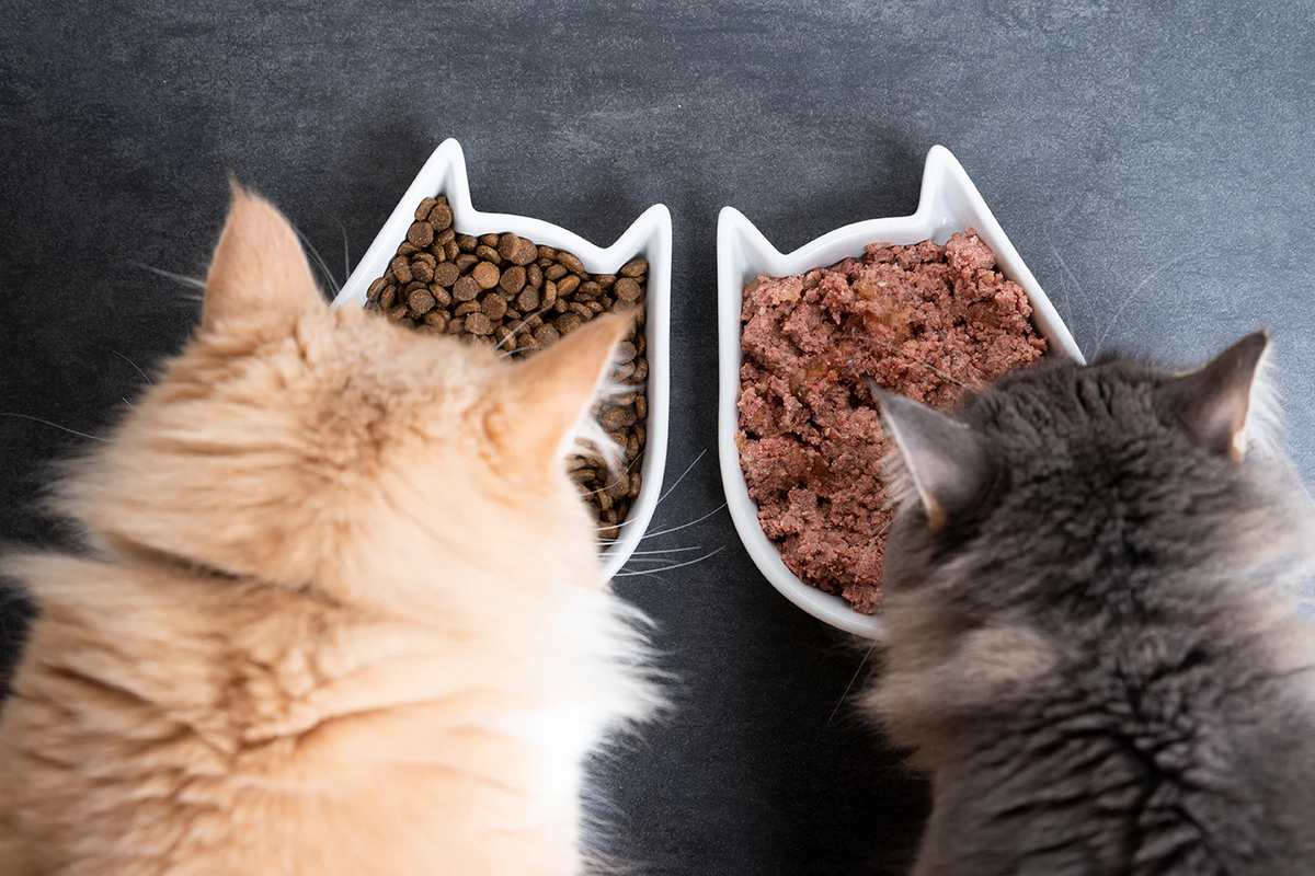 Two bowls of cat food: old and new