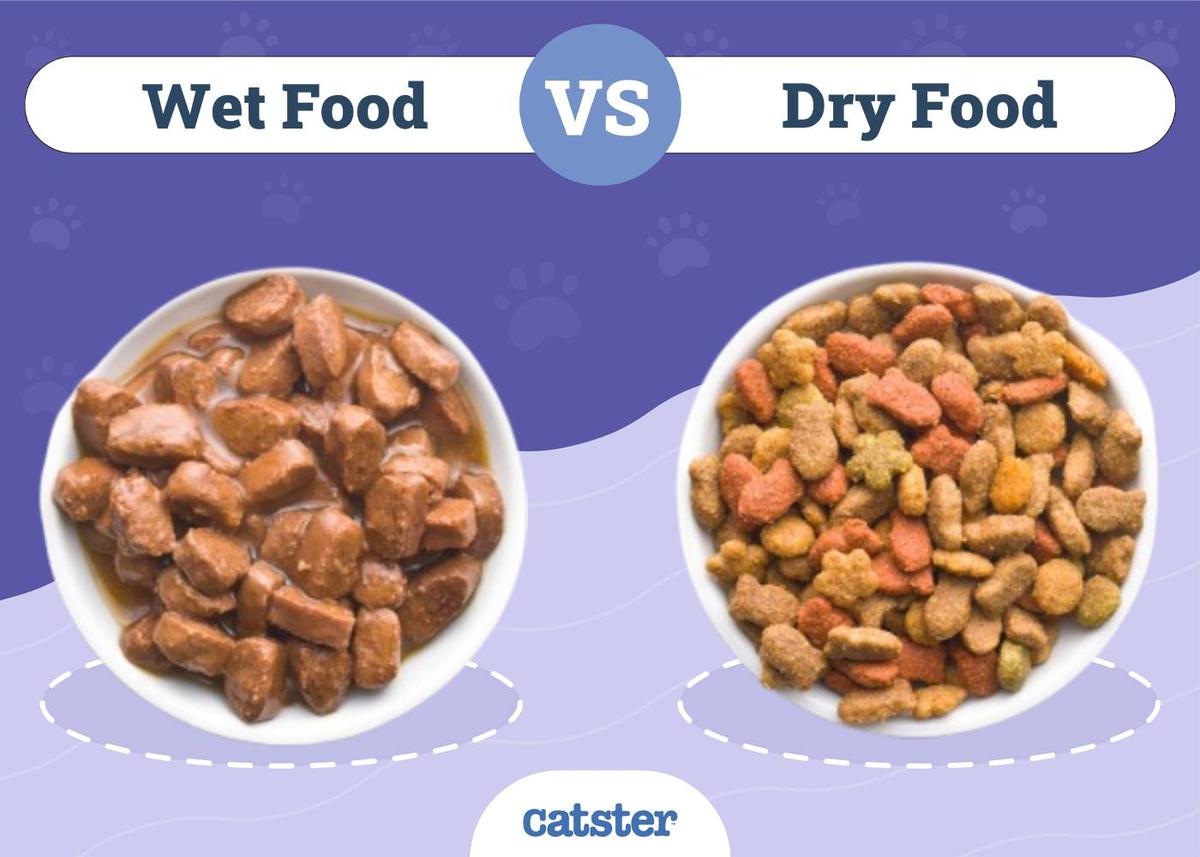 Bowl of wet cat food next to kibble with calorie labels